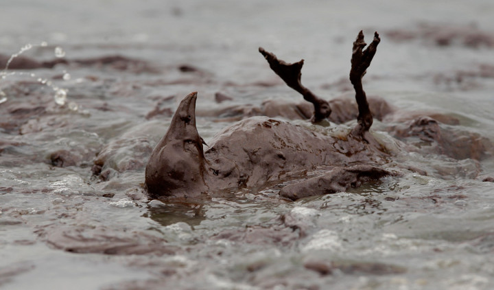 oilbirdcrude