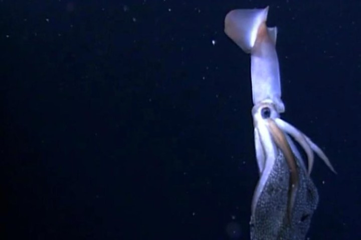 squid