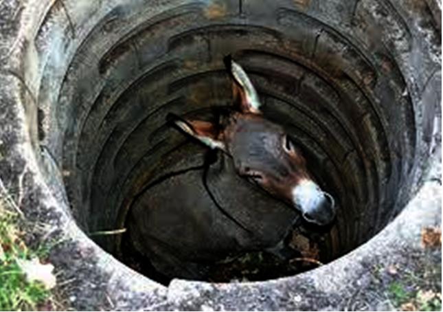 welldonkeyoldjackass