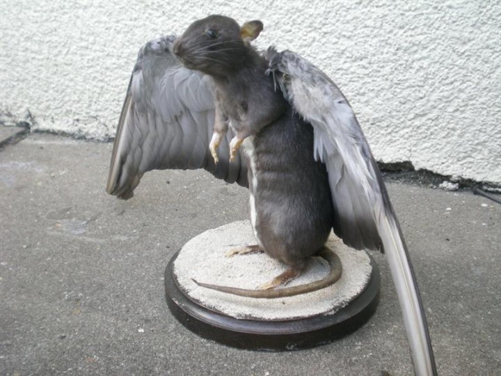 172973197-winged_rat_by_taxidermy_novice-d5962dh