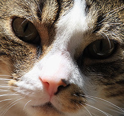 A rescued cat on Long Island, New York