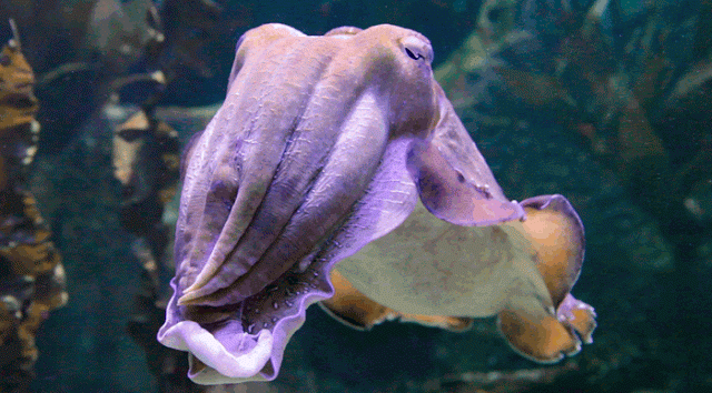 Cuttlefish