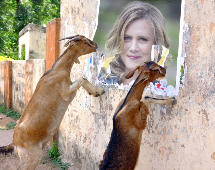Hepolla goats