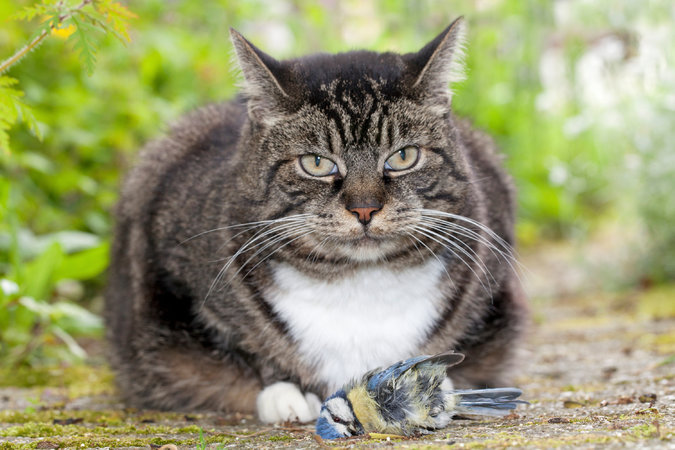 Killer kitty