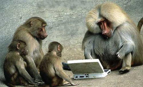 Monkey retrospective