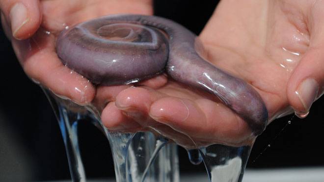 SLIME