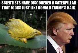 Scientists have discovered a caterpillar that looks just like Donald Trump's hair