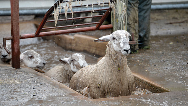 Sheepdip