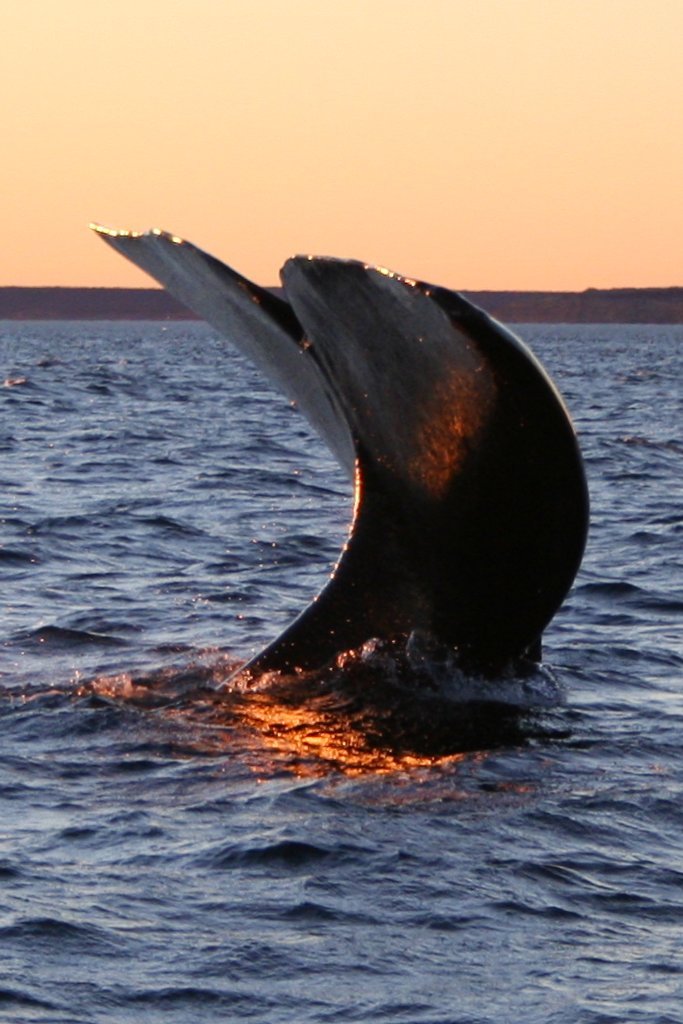 Southern_right_whale4