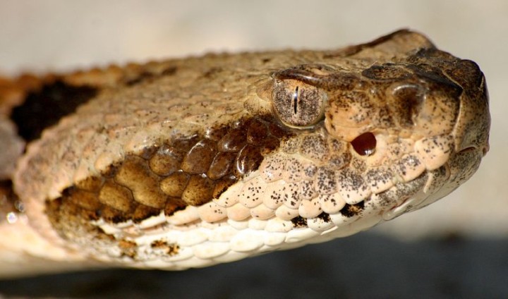 TimberRattlesnake1