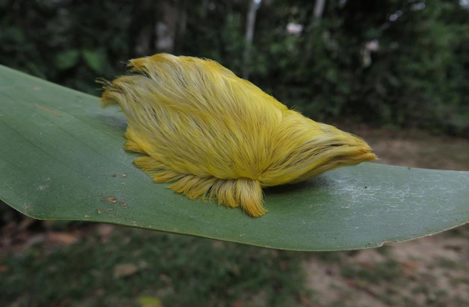 dnews-files-2013-05-fluffy-caterpillar-660x433-jpg