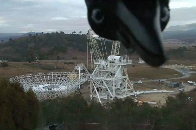 dss35_bird_photobomb