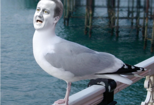 gull_cameron