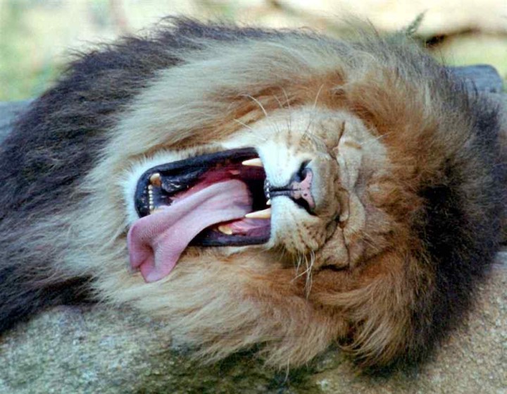 lion-yawning