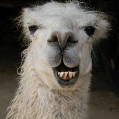 llama270977_smiling_llama_400x400