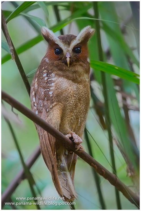 owleyebrows