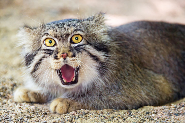 pallas-cat wha