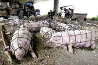 pigs-cages-china
