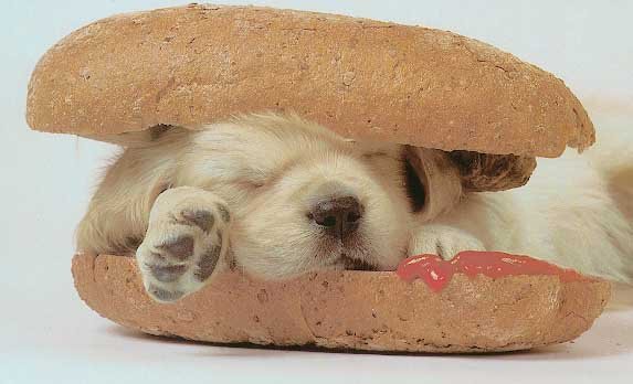 puppysandwich
