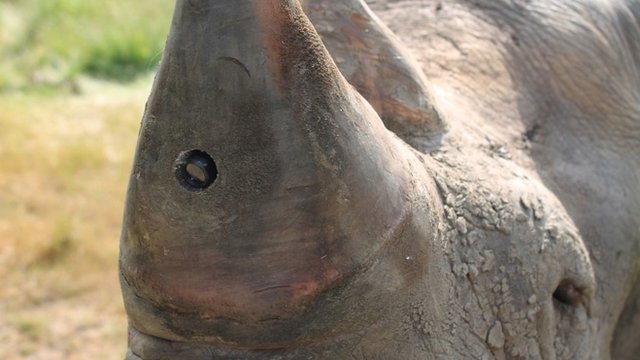 _rhino cam84369671_84369670
