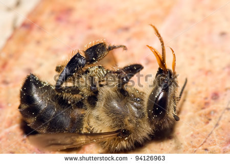 stock-photo-a-dead-honey-bee-showing-many-details-of-body-legs-and-mouth-parts-apis-mellifera-94126963