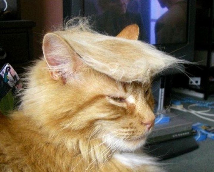 trump-that-cat-002