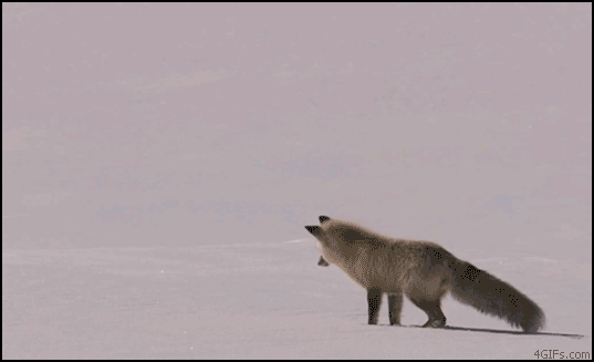 Fox_snow_huntingpounce