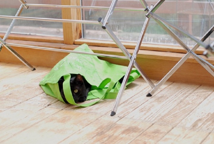 In the Bag for Basco