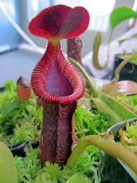 Pitcher Plant