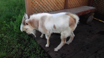 fainting-goat[1]