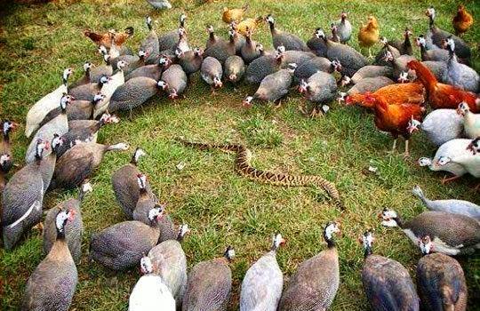 guineas and snake