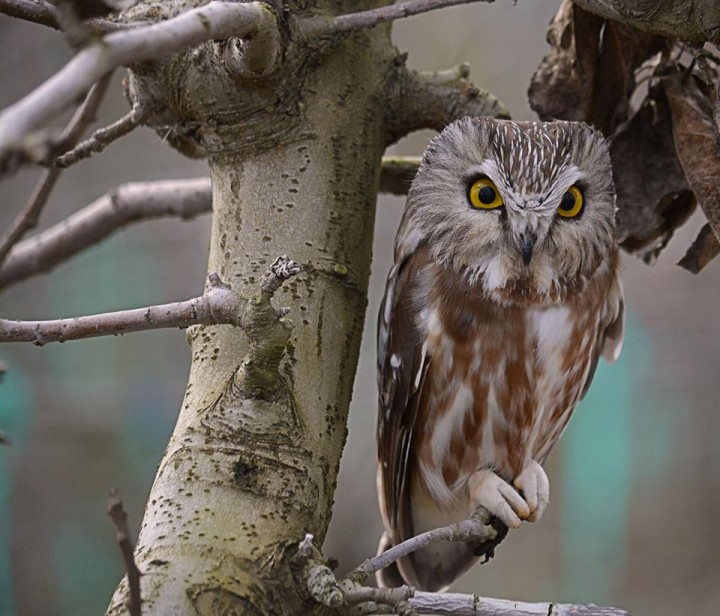 intenseOwl