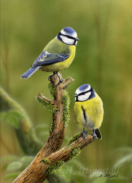 nigel-artingstall-bluetits2008