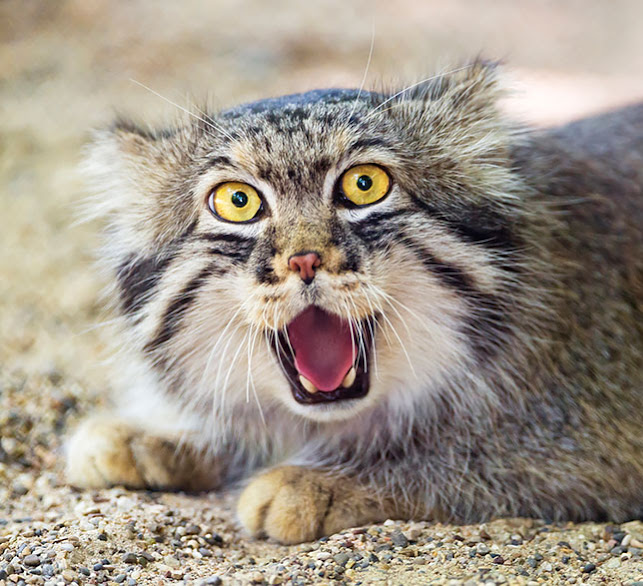 pallas-cat wha
