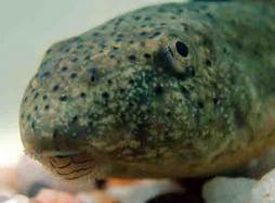 science-for-kids~american-bullfrog-tadpoles-how-to-find-and-care-for~~element361[1]
