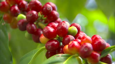 stock-footage-coffee-cherries-on-branch
