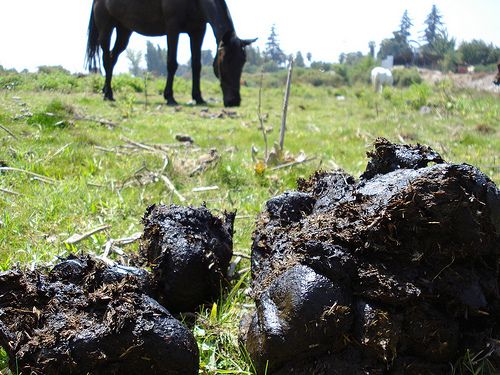 superfreakonomics-horseshit