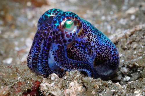 Bobtail Squid