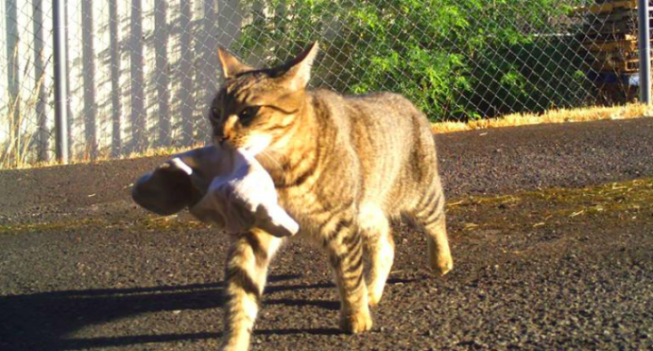 Tigger-the-klepto-kitty-via-Facebook-800x430