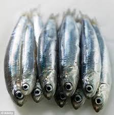anchov