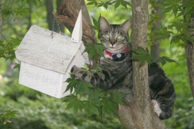 catBirdhouse_getting_busted_640_09