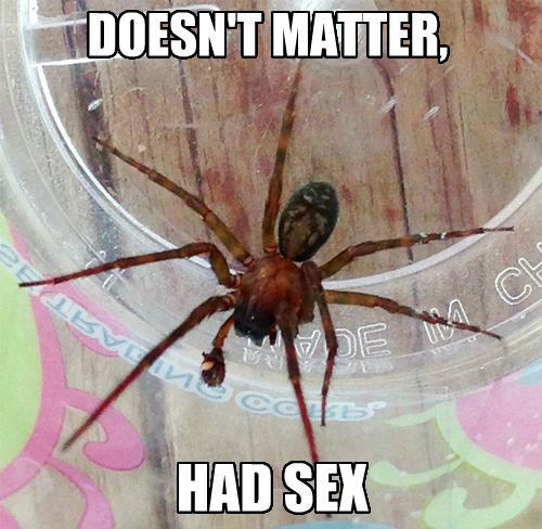 doesnt-matter-had-sex-spider