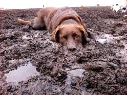 dogmud