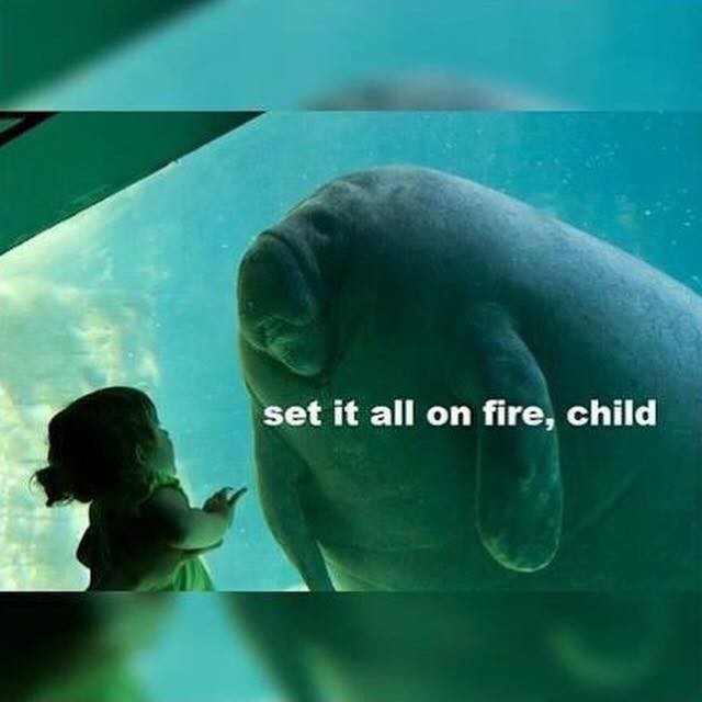fire manatee