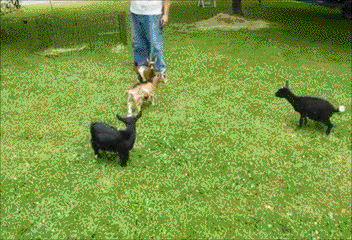 goat-karate[1]