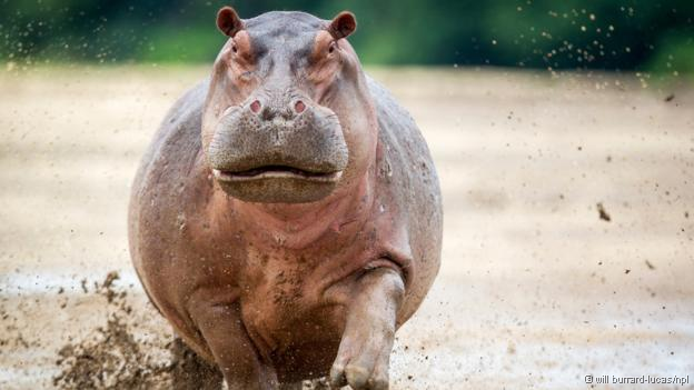 hippo