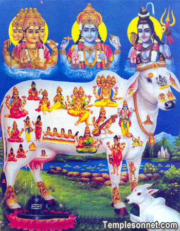 kamadhenu