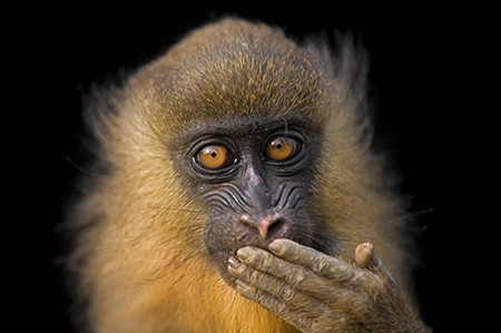 Photo by Joel Sartore/National GeographicPortraits of a captive, five-month-old drill in Malabo. Its mother was most likely killed by a hunter on Bioko. That's the usual way that young primates are collected.A young drill monkey is threatened by the bush-meat trade.Bioko Island, Equatorial Guinea.