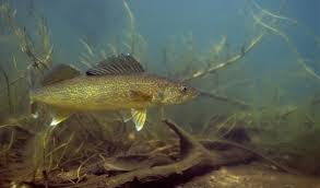 walleye