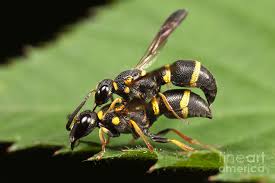 wasps